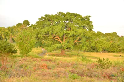 DSC_4269 (Large).JPG